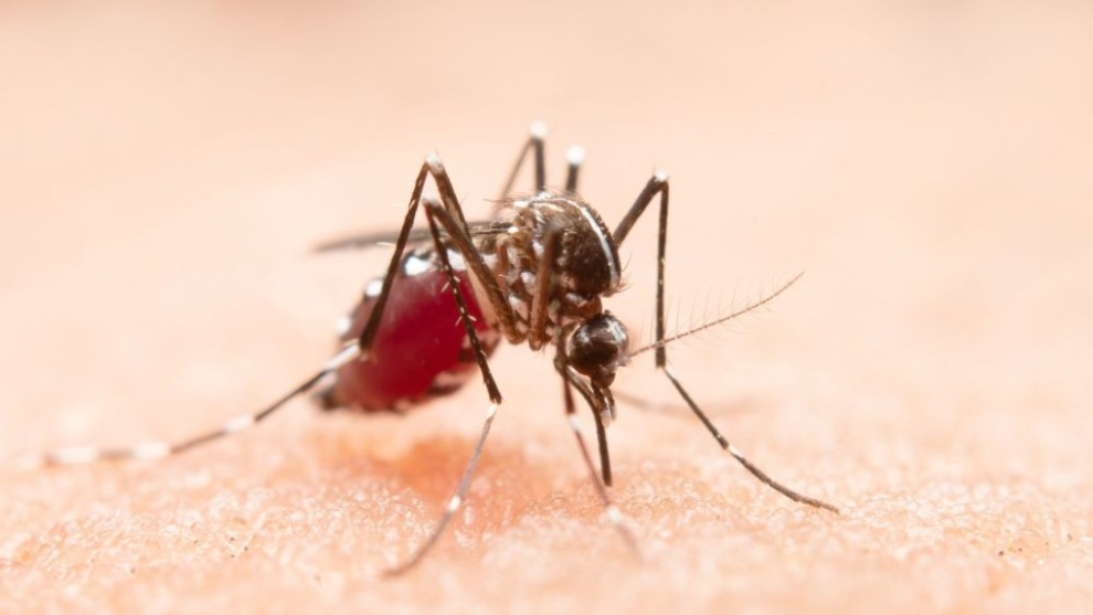 Epidemia de Dengue leva Belo Horizonte a decretar emergência 